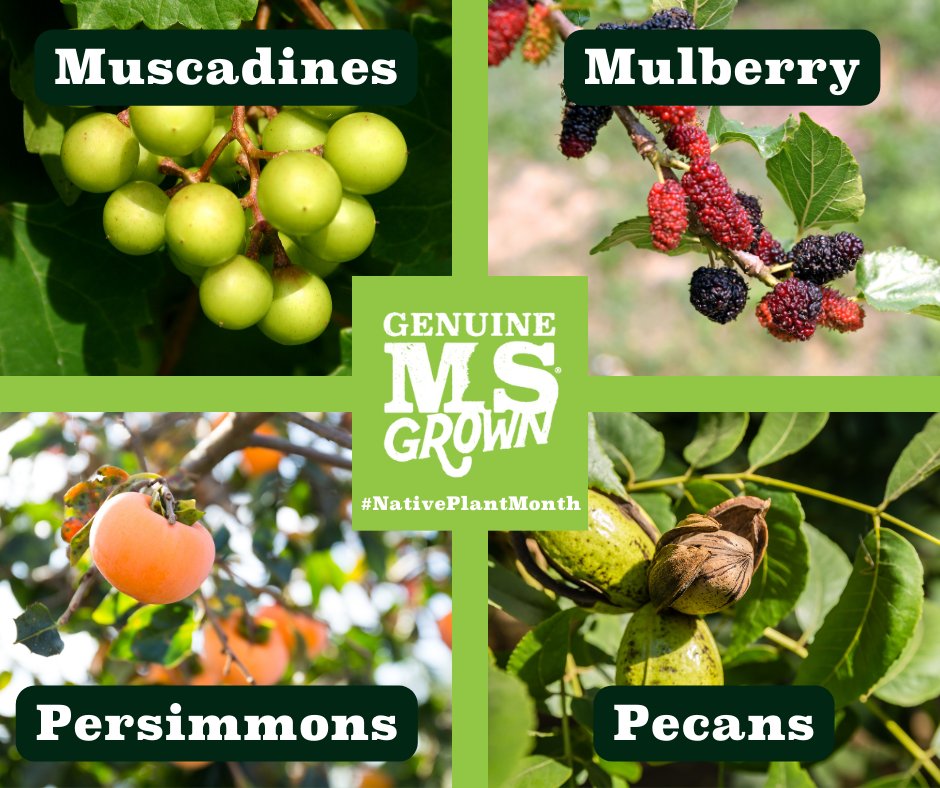 Mississippi also has native plants that bear edible fruit and nuts so you can enjoy local flavor in a variety of ways in Southern dishes! #NativePlantMonth #GenuineMSGrown

Learn more about our Genuine MS® members who carry these products: genuinems.com/members/grown/