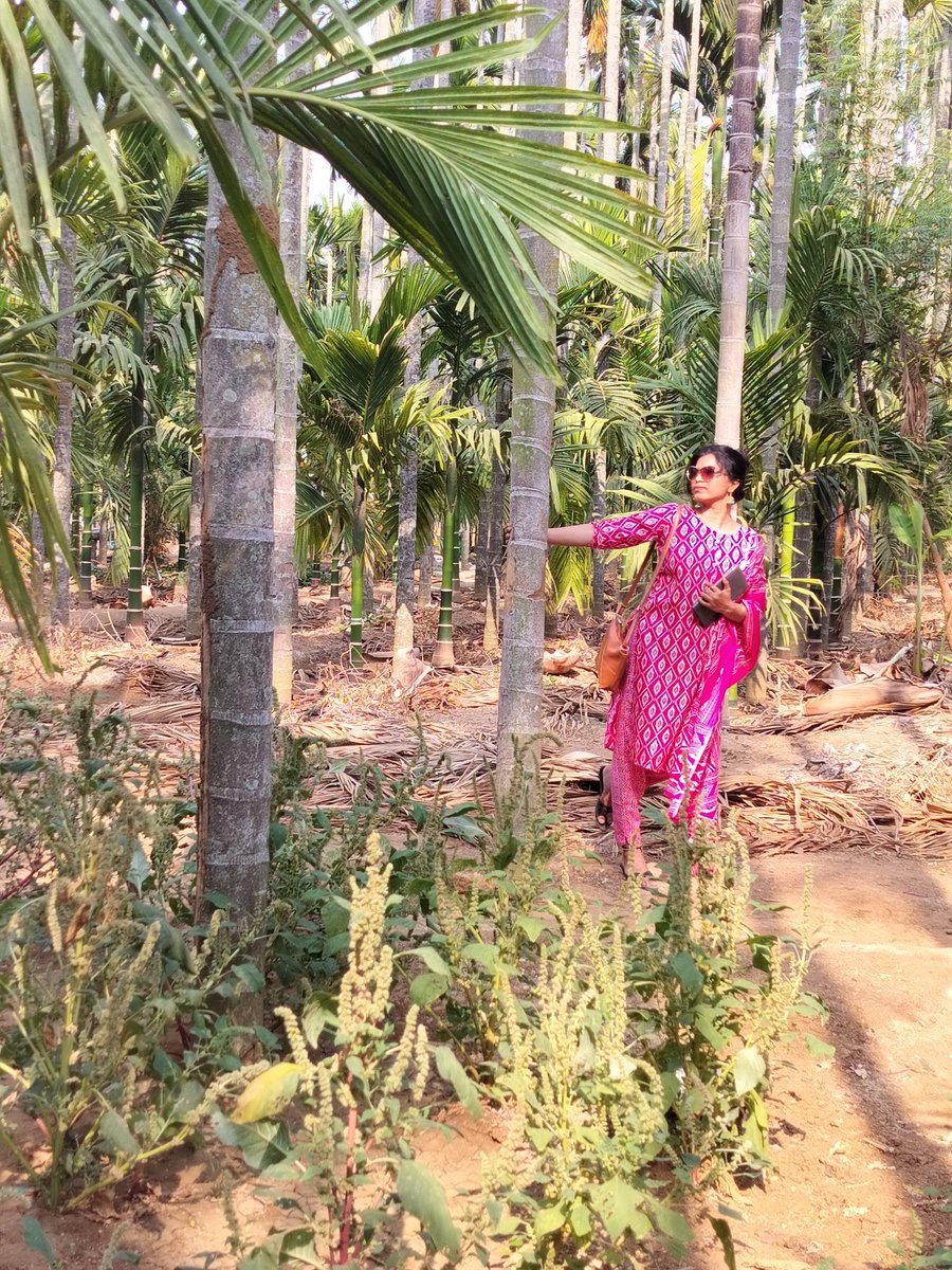 ಹಳ್ಳಿ ಹುಡುಗಿ ತಂದಾನ ನಾ!!!!! 

#nature #arecanuttree #tumkur #karnataka #tourism #onestatemanyworld #lostinnature #beautiful