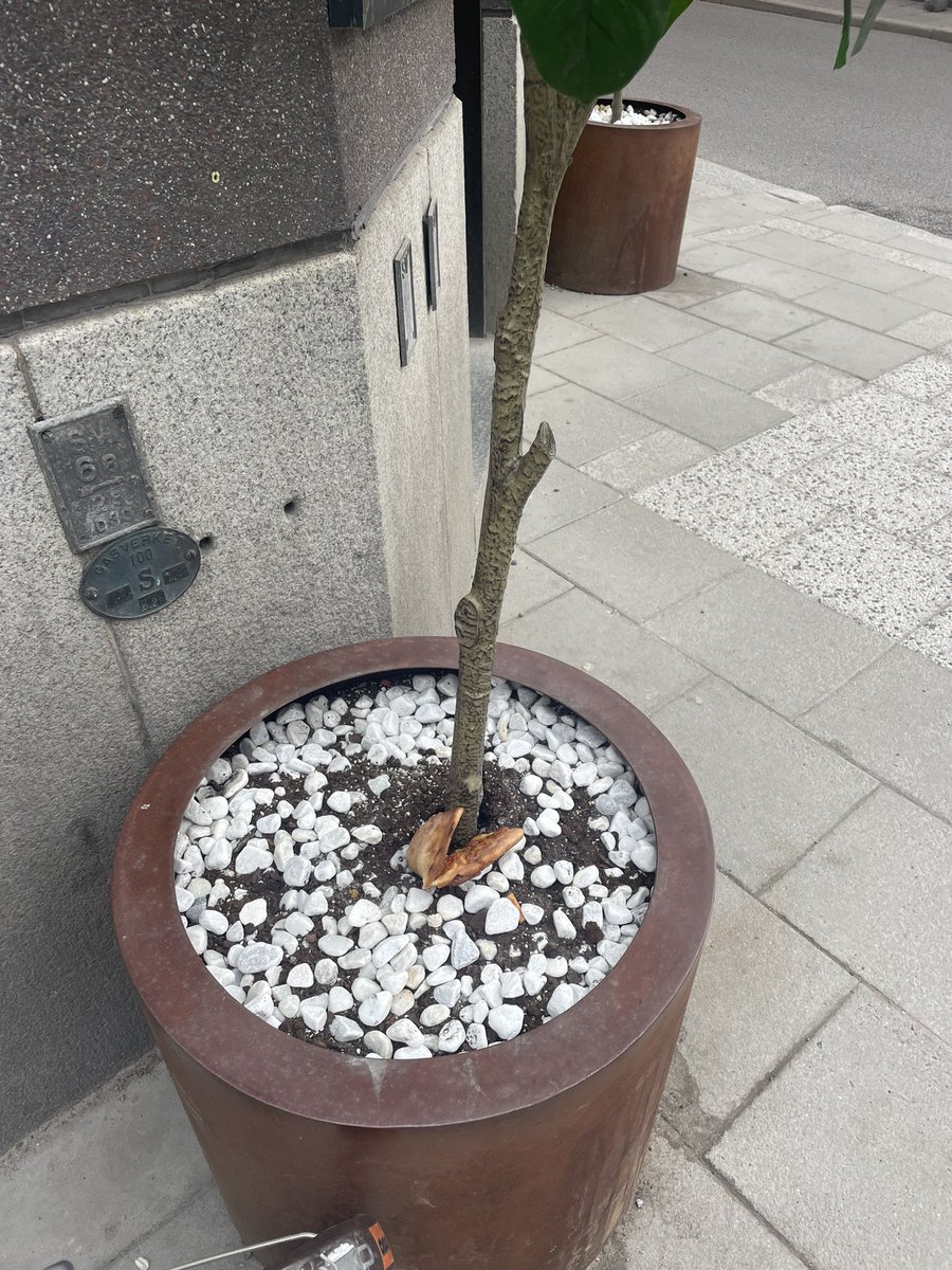 EricavonE's tweet image. Help what sort of plant is this that grows pizza. Thanks in advance