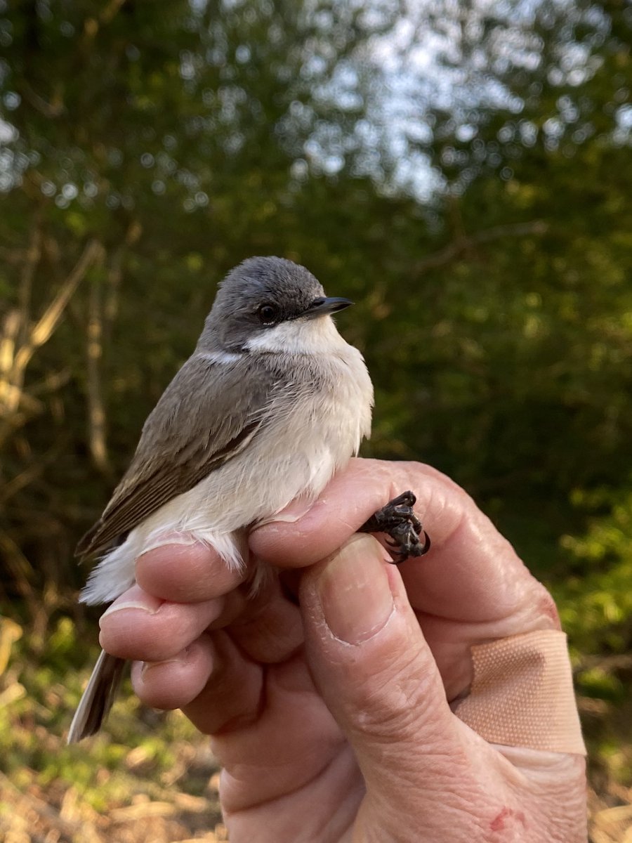 Some birds ringed from today... including my favourite warbler species 😁