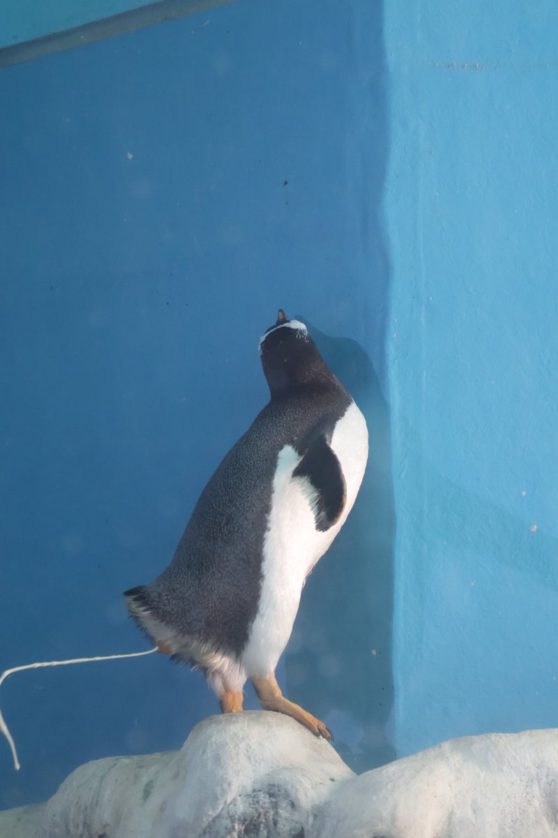 高いところから失礼します💩
#箱根園水族館
#ジェンツーペンギン