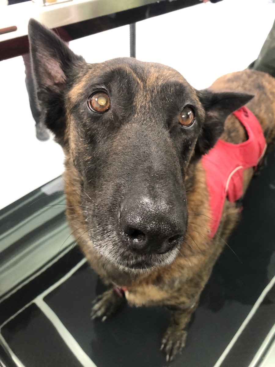 Great morning with #RPDRex at @ARUWrittle #CanineTherapyUnit 
He enjoyed his treatments and time in the water treadmill 🥰

Thank you to the wonderful staff & students for keeping him so strong ❤️