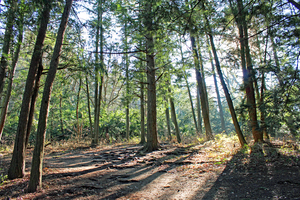 Whether you’re winding down from an exciting Saturday night or gearing up for a busy week, take a walk in the woods to enjoy the calming benefits of trees. Trees are linked to reduced symptoms of depression, better mood and increased life satisfaction. bit.ly/3ogeexY.