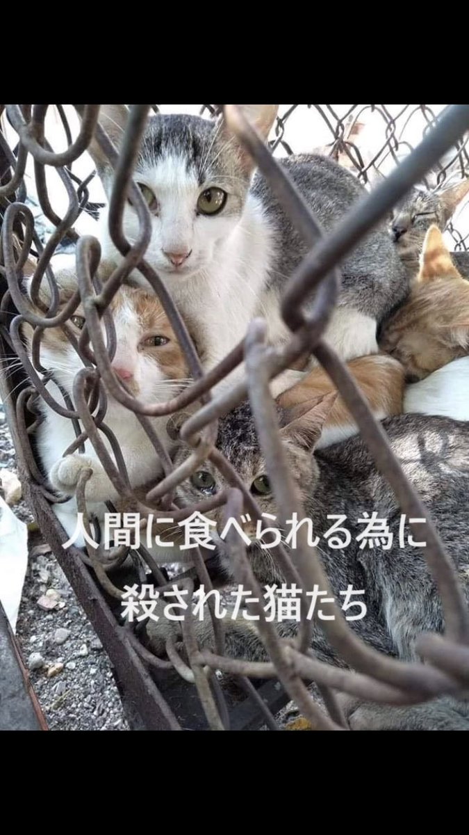 中国は動物虐待禁止法を一刻も早く制定して下さい
猫虐待者に生きたまま毛皮剥がされたり解剖されたり身体切断されたり焼き殺されたり暴力され今この瞬間も多数の猫たちの命が奪われ苦しみ続けてます
犬肉輸入&犬猫毛皮輸入してる日本も残酷
#中国猫のSOS
#chinacats #chinatravels #hainanexpo2024