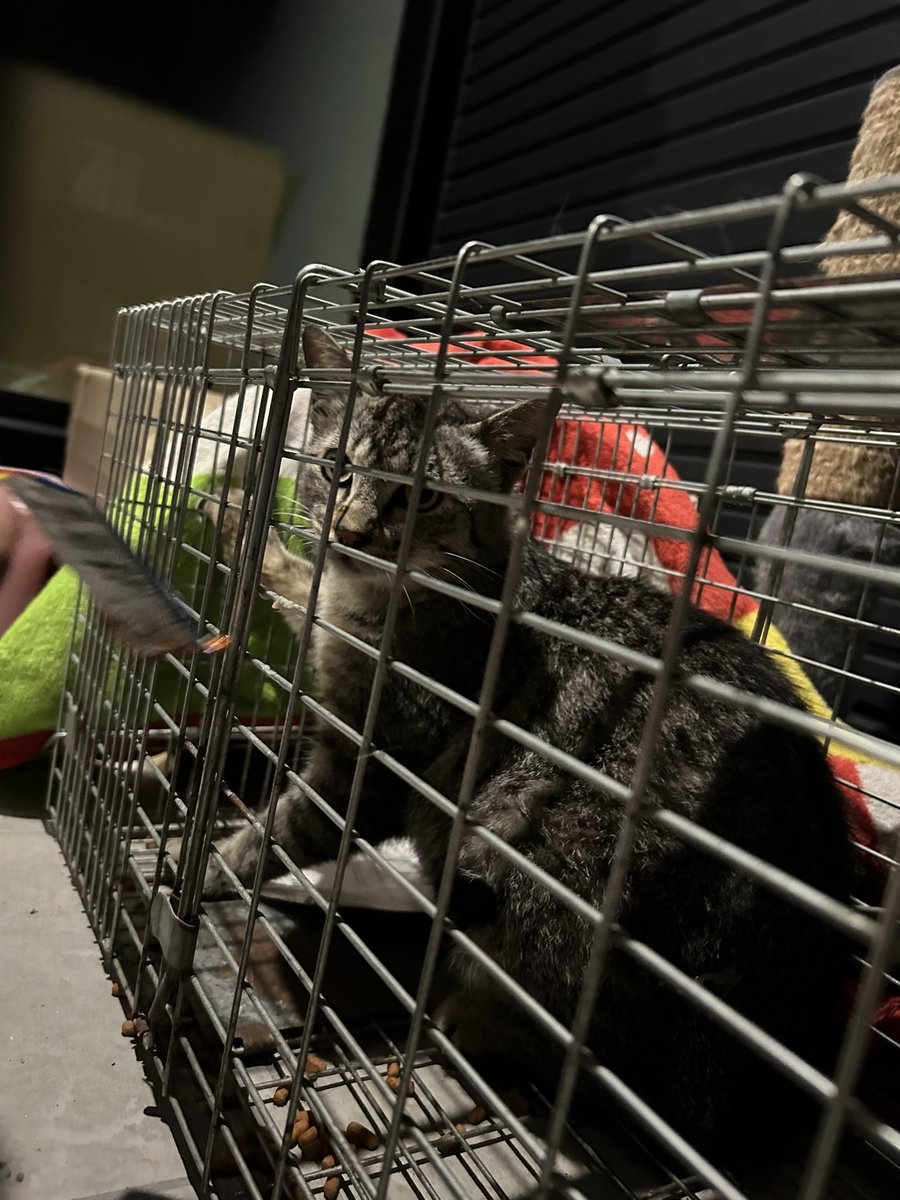 キジちゃんだったからドキってしたけど違った😭
でもすごい綺麗な子で初めて見た。
飼われてたりしないかな？と思ったけど
すごく警戒していて暴れまくっていたので
開けました。。。チュールは食べてくれました。
#迷い猫 #かも #熊本 #富合町 #宇土 #南田尻
#田尻 #猫