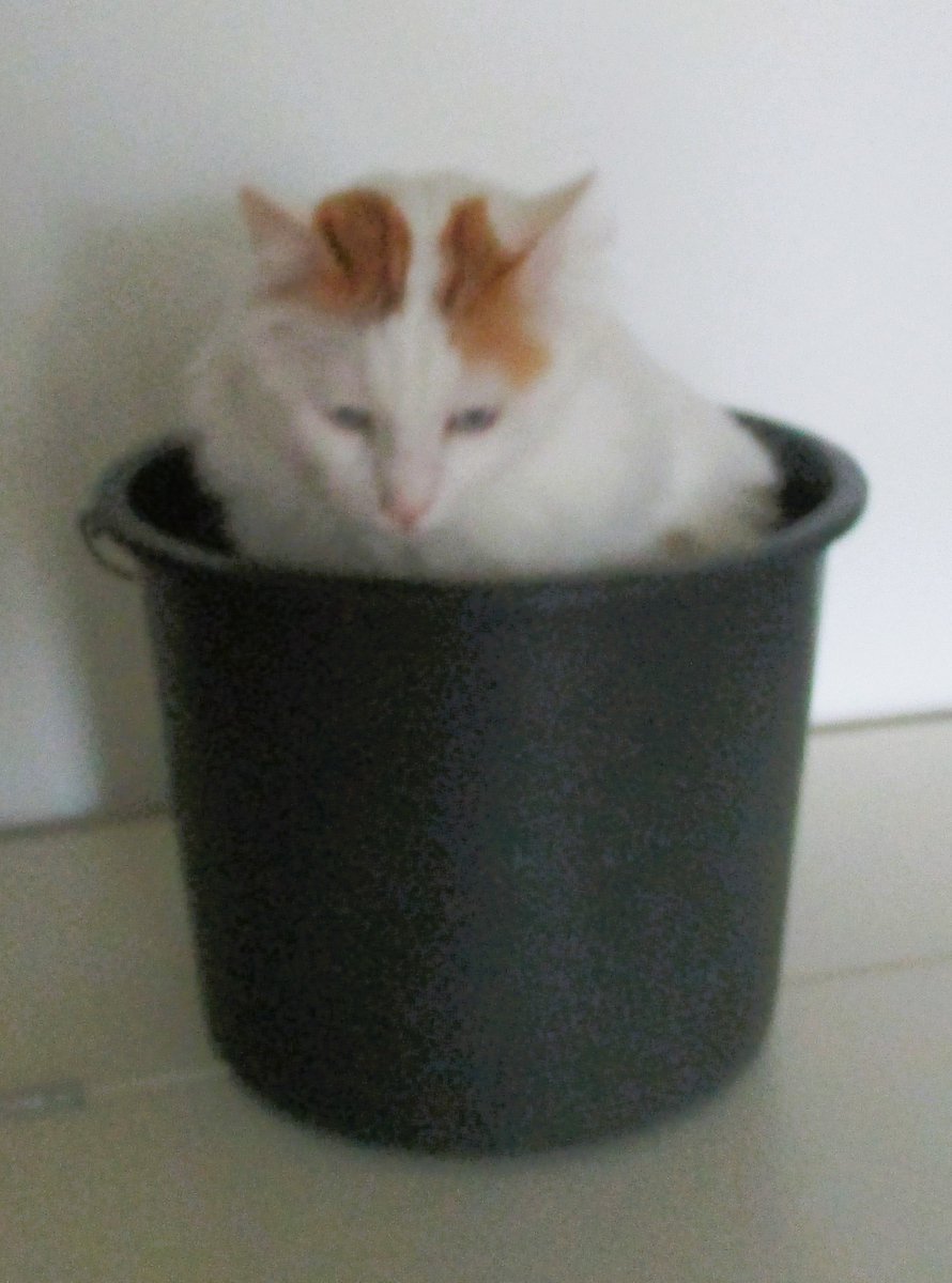 A bucket is a kind of box, right?
#catboxsunday #TurkishVanCats #CatsOfTwitter