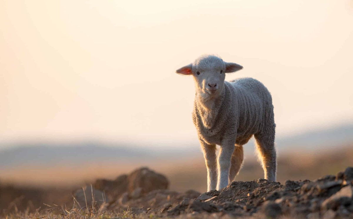 FIRMisrael's tweet photo. Beginning Monday evening Jewish people in Israel and around the world will be celebrating Peach (Passover). But what is Passover really about? Is it relevant to Christians?

https://t.co/bJtGSbj076 https://t.co/olMacJq8tc