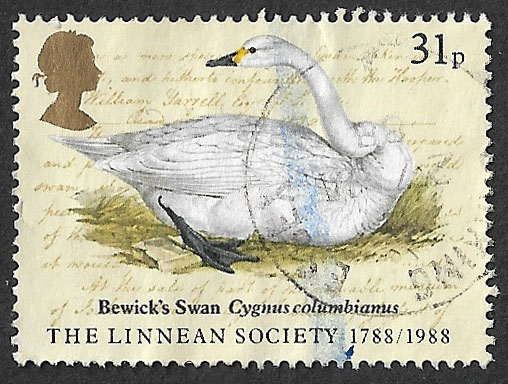 GB 1988 Bicentenary of Linnean Society 31p Bewick's Swan Cygnus columbianus #stamp #stampcollecting #stamps #philately #swans #birds #nature #animals