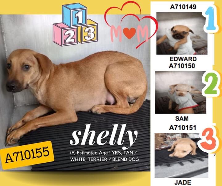 🆘 DOG MOM SHELLY 💘 #A710155 (1yo) & HER 3 BABIES ARE BEING KILLED BY SAN ANTONIO ACS #TEXAS TOMORROW 4.22‼️ 🚸Actively nursing litter🍼 The puppies are 4 weeks old. She is scared & trembles. ⚠️#RESCUE &/or #FOSTER ONLY📧 acsrescue-foster@sanantonio.gov #PledgeForRescue 🙏🏼