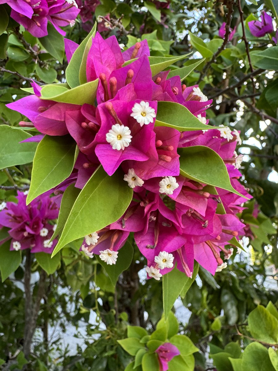 elissetennis's tweet photo. My favourite Bougainvillea bushes 😍❤️ First saw them here last year… such incredible colours 🇩🇴🌺🌿 #DominicanRep https://t.co/vFi56tLwX7