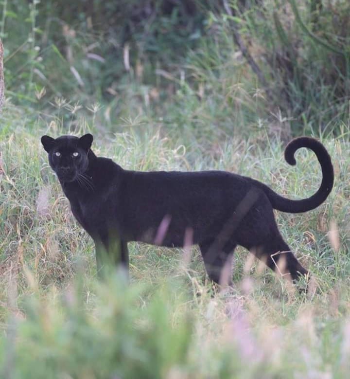 The Black Panther spotted at Suyian Soul Camp in Laikipia, Kenya.