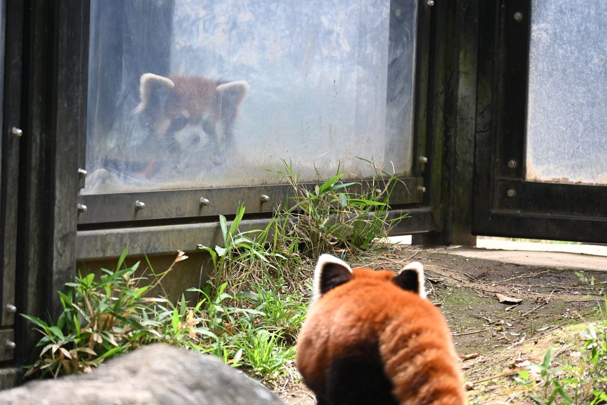 まだパパが気になるのかな？
📷2024.04.21
#よこはま動物園 
#ズーラシア 
#レッサーパンダ
#ヒナギク
#まめたろう
#RedPanda