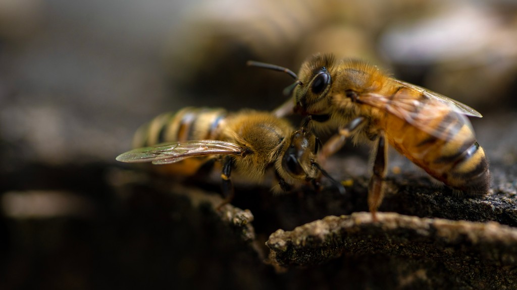 Did you know that bees are meticulous groomers? 🛁 🐝 They use their legs to brush off pollen and dirt, ensuring they stay squeaky clean & healthy. This is also essential for maintaining the hive's hygiene and the well-being of the entire bee colony!