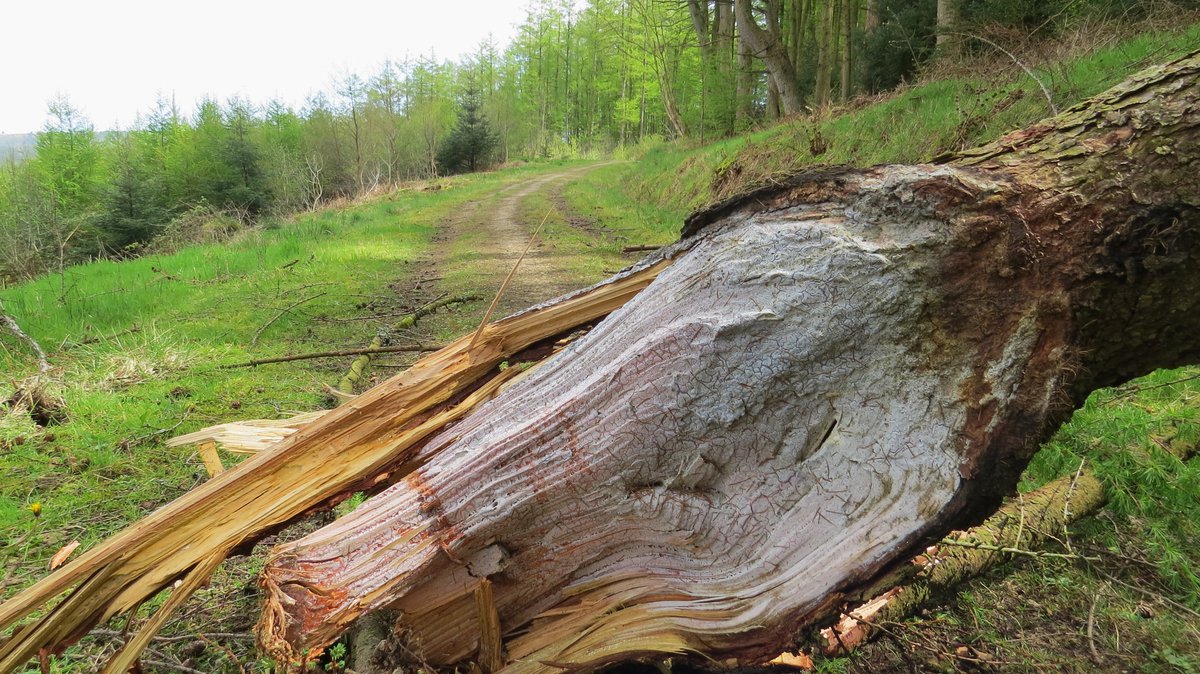 At 170m aod below Jerry Noddle on the edge of Dalby Forest with views north over North York Moors National Park. 
A wind-fallen tree is an attraction across the bridleway.