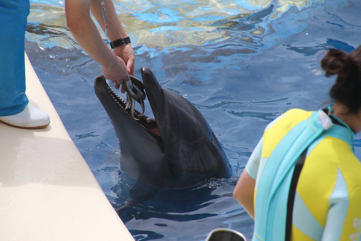 juniti090's tweet photo. 令和6���（2024年）4月21日、新江ノ島水族館のバンドウイルカ、ミライ4歳の誕生日。ミライ、誕生日おめでとう。
#新江ノ島水族館 #ミライ #誕生日 #4月21日 #令和6年 #EOS7Dmk2 #2024年4月21日撮影 https://t.co/jy4YXFUt7B