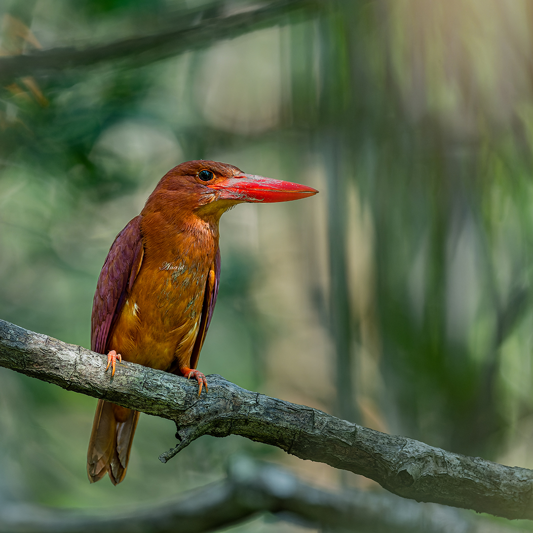 Ruddy Kingfisher  at North & Middle Andaman District

#beautifulbirds #world_bestnature #Birdwatching #bird #BirdPhotography #photographylovers #birding #photoMode  #TwitterNatureCommunity #BBCWildlifePOTD #ThePhotoHour #IndiAves #IndiWild @natgeoindia @NatGeoPhotos