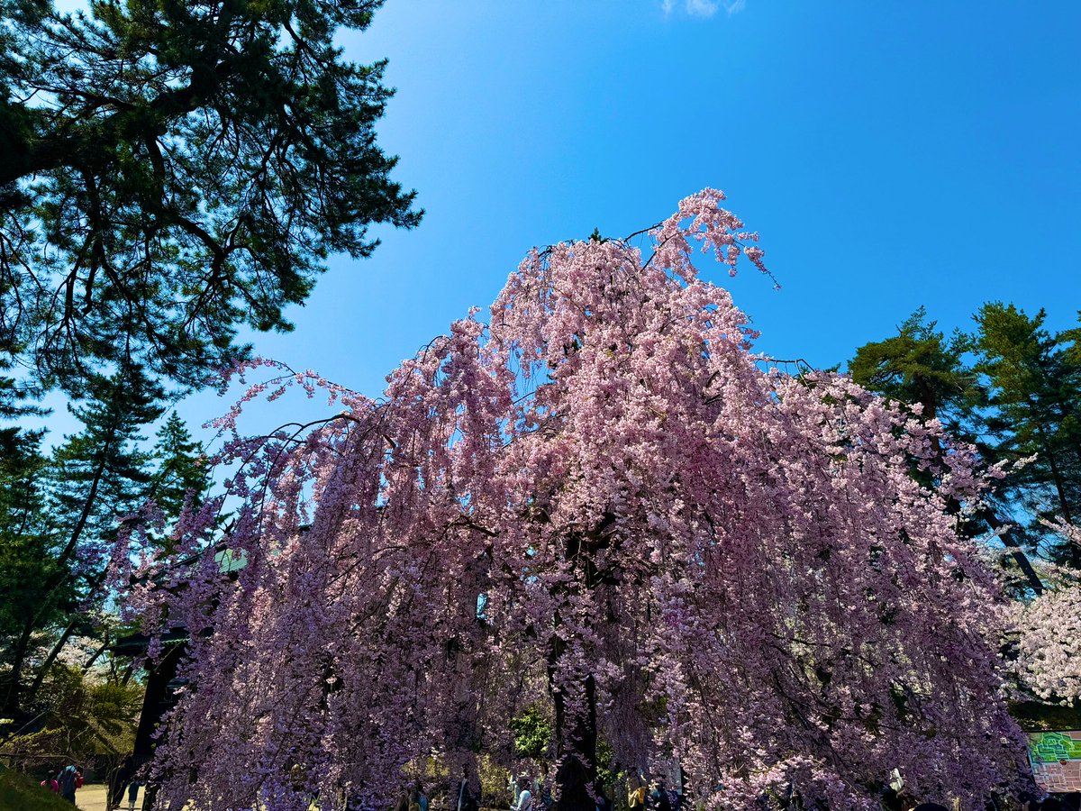 tsk_sj's tweet photo. 溢れる満開の桜に癒され弘前。ずっと観ていられますね。澄み渡る空の下、たくさんの人と鴨も花見に来ていました。
美しかわいい。
#さくら #桜 #弘前公園 https://t.co/AeV28sj6Md
