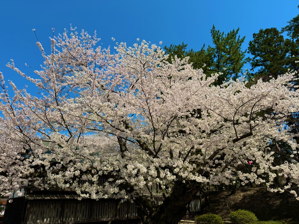tsk_sj's tweet photo. 溢れる満開の桜に癒され弘前。ずっと観ていられますね。澄み渡る空の下、たくさんの人と鴨も花見に来ていました。
美しかわいい。
#さくら #桜 #弘前公園 https://t.co/AeV28sj6Md