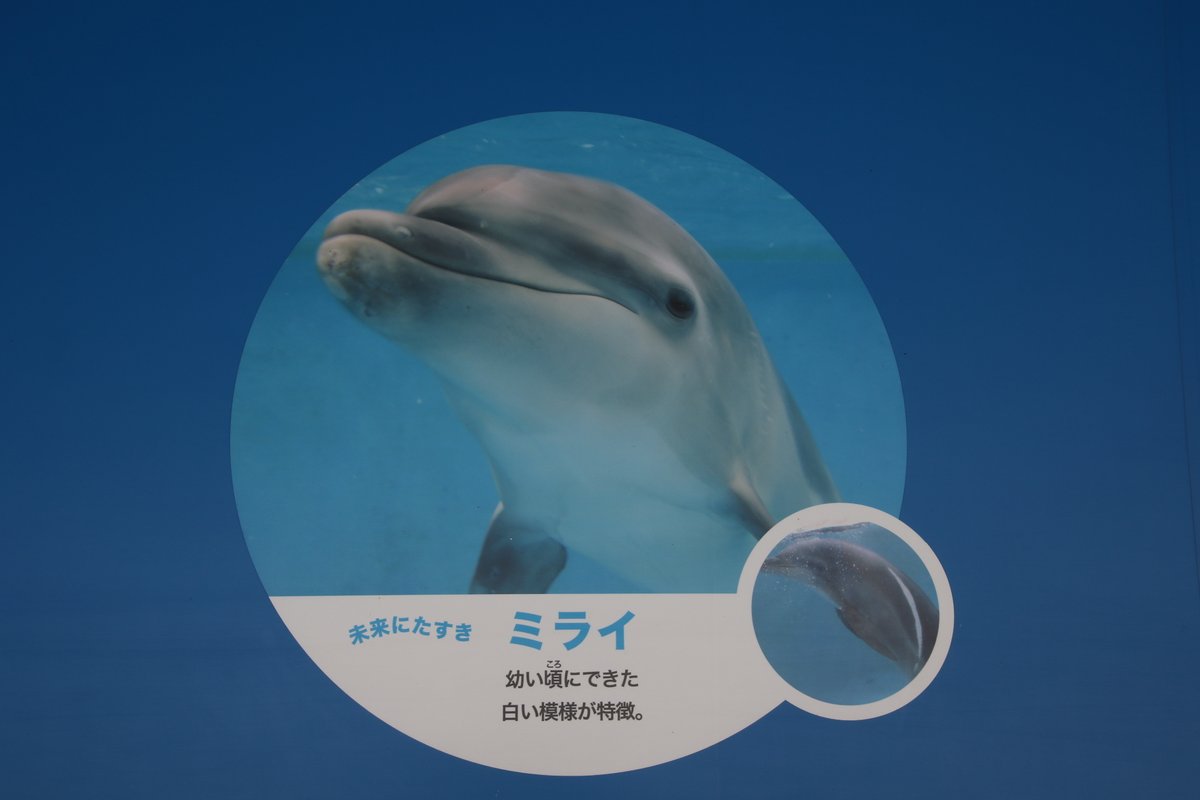 juniti090's tweet photo. 令和6���（2024年）4月21日、新江ノ島水族館のバンドウイルカ、ミライ4歳の誕生日。ミライ、誕生日おめでとう。
#新江ノ島水族館 #ミライ #誕生日 #4月21日 #令和6年 #EOS7Dmk2 #2024年4月21日撮影 https://t.co/jy4YXFUt7B