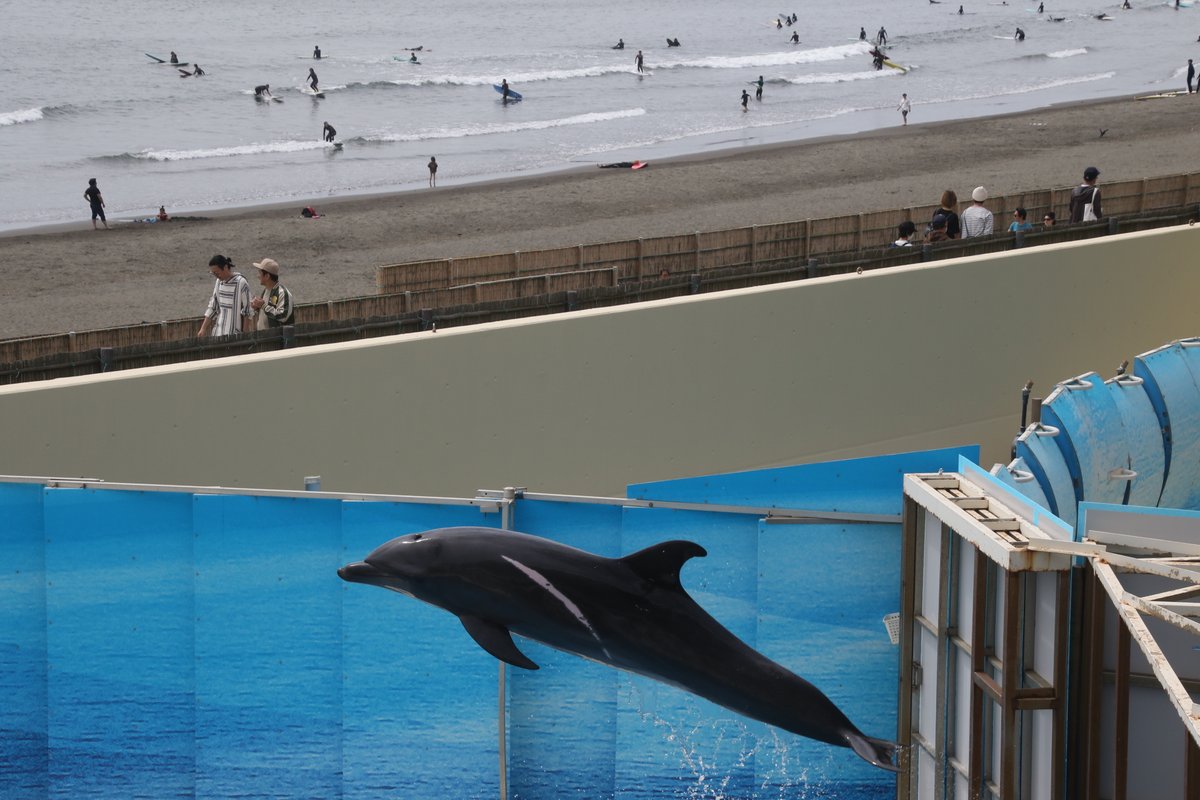 juniti090's tweet photo. 令和6���（2024年）4月21日、新江ノ島水族館のバンドウイルカ、ミライ4歳の誕生日。ミライ、誕生日おめでとう。
#新江ノ島水族館 #ミライ #誕生日 #4月21日 #令和6年 #EOS7Dmk2 #2024年4月21日撮影 https://t.co/jy4YXFUt7B