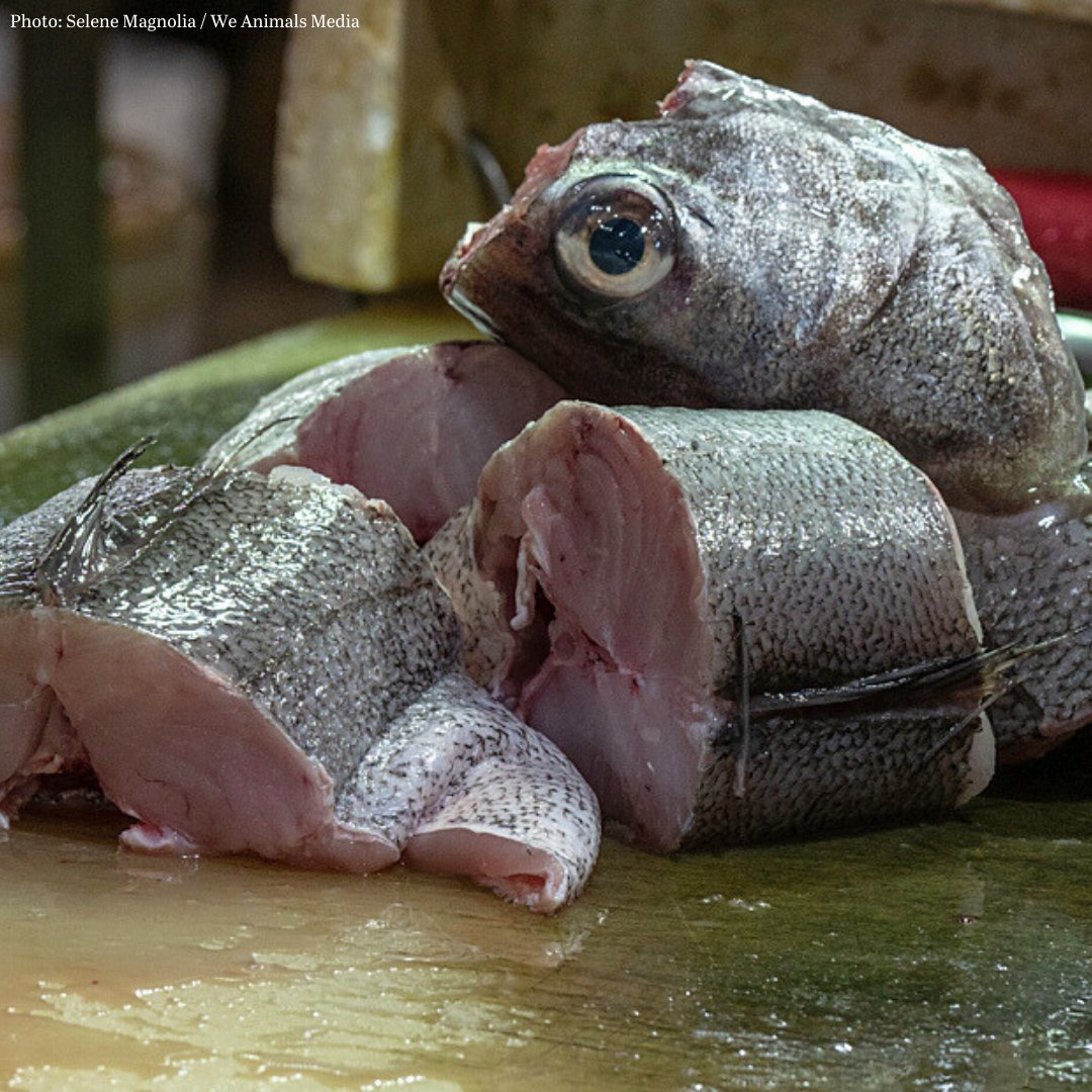 This fish was someone, not something 😥 It's heartbreaking that fishes are often so misunderstood, both in terms of their impressive capabilities, & their ability to feel pain & suffering. They belong in the water, not on our plates 💔🐟