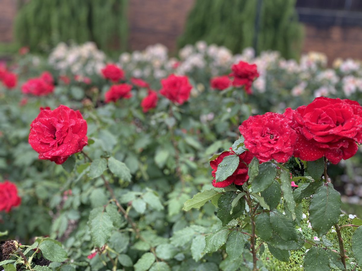 The Rose Garden #easttexas #rosegarden #tylerrosegarden #tylertx #smithcountytx #roses #tylertexas