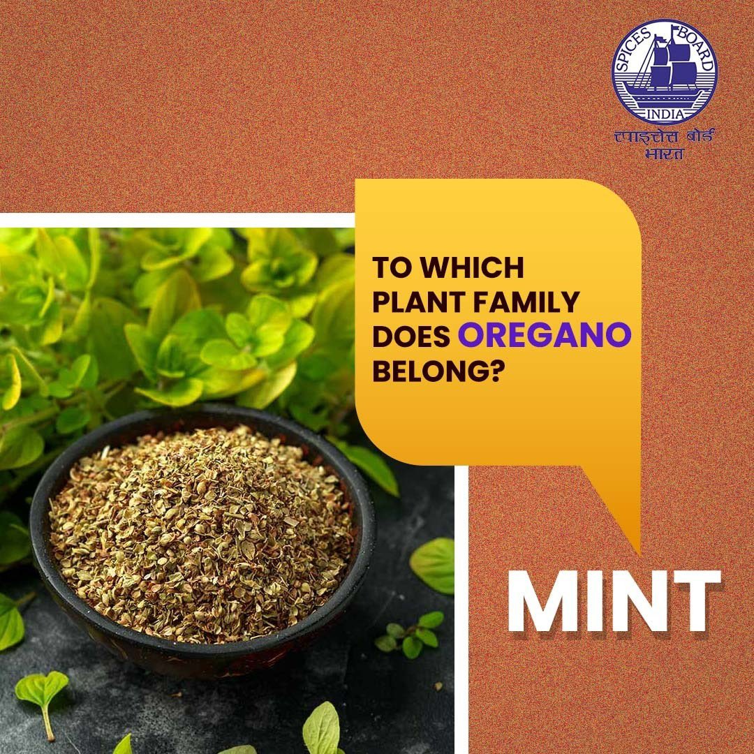 Spices_Board's tweet image. Did you know in which family oregano belongs?
@DoC_GoI 
#spicesboard #oregano #incrediblespicesofindia