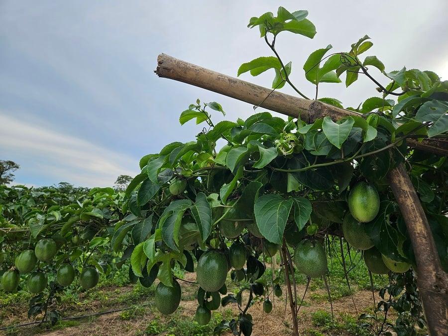 Irrigação transforma região de Goiás em polo de fruticultura canalrural.com.br/agricultura/ir…