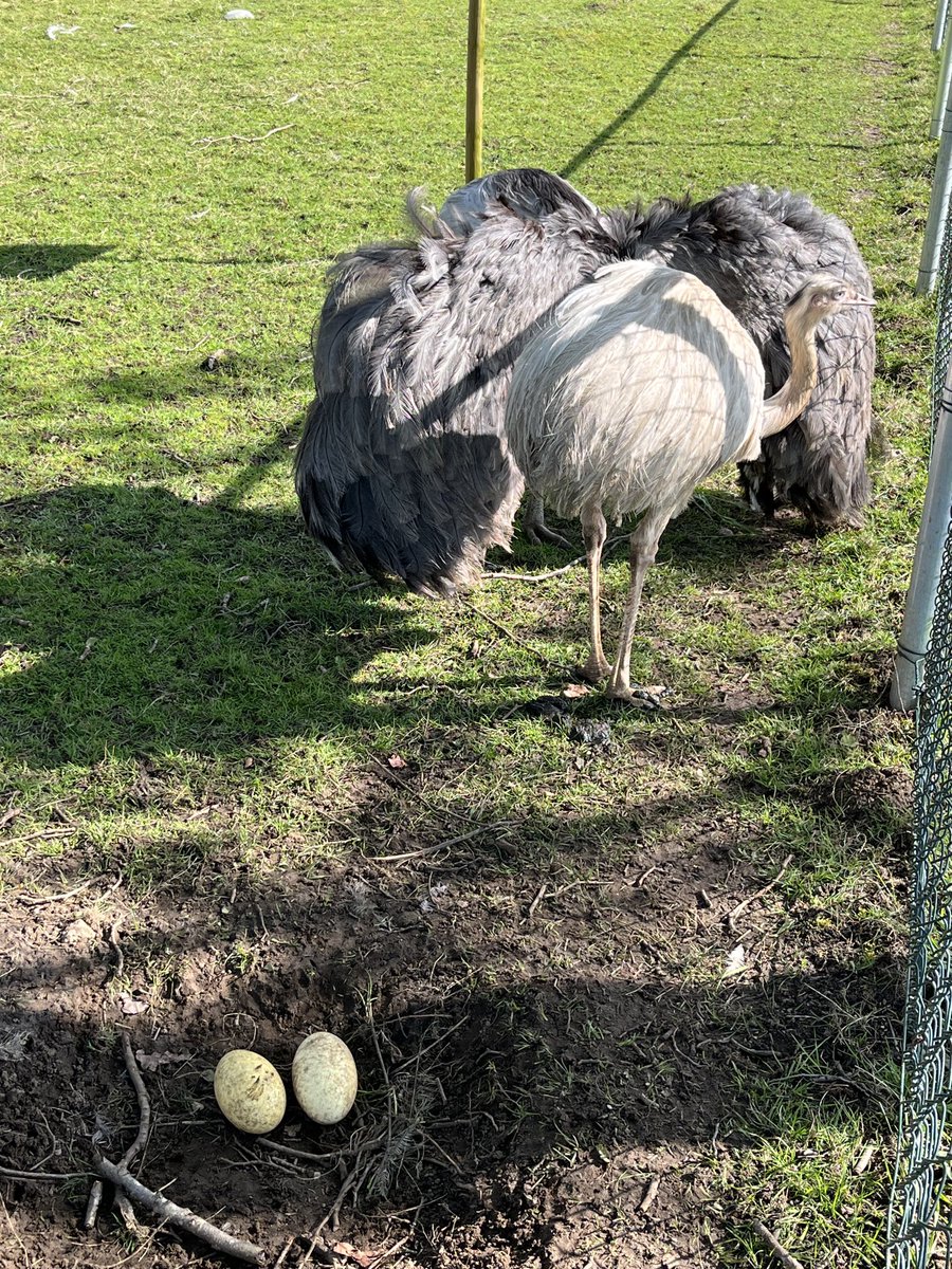 hanswinters's tweet photo. Struisvogel eieren gelegd ⁦@wentholtpark⁩ https://t.co/zzsTKJvtnv