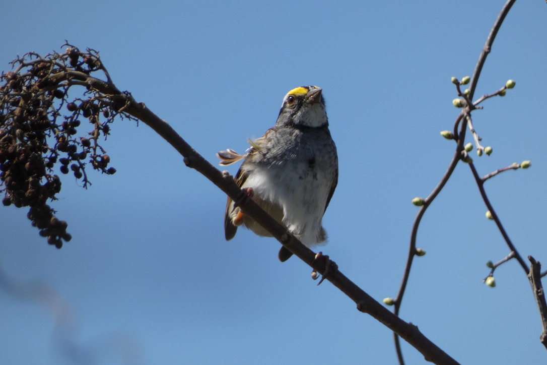 And I have a dilemma: So many Sparrows, and they all want to make it to #SparrowSunday Here are White-throated Sparrows munching on some (unidentified) fruit. Mount Loretto, last Sunday.