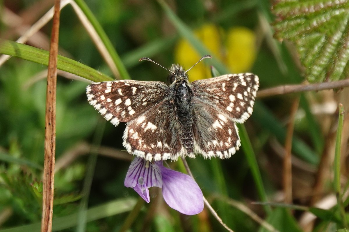 Somerset Butterfly Recorder tweet media