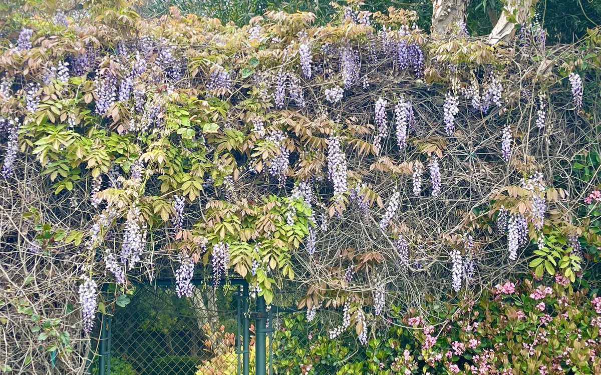 30 years never planted or saw this wisteria. It’s a mysteria.