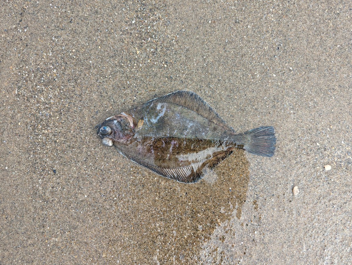 Just saw this fish fall about 30 feet from the sky, after a mid-air fight between a couple of seagulls.