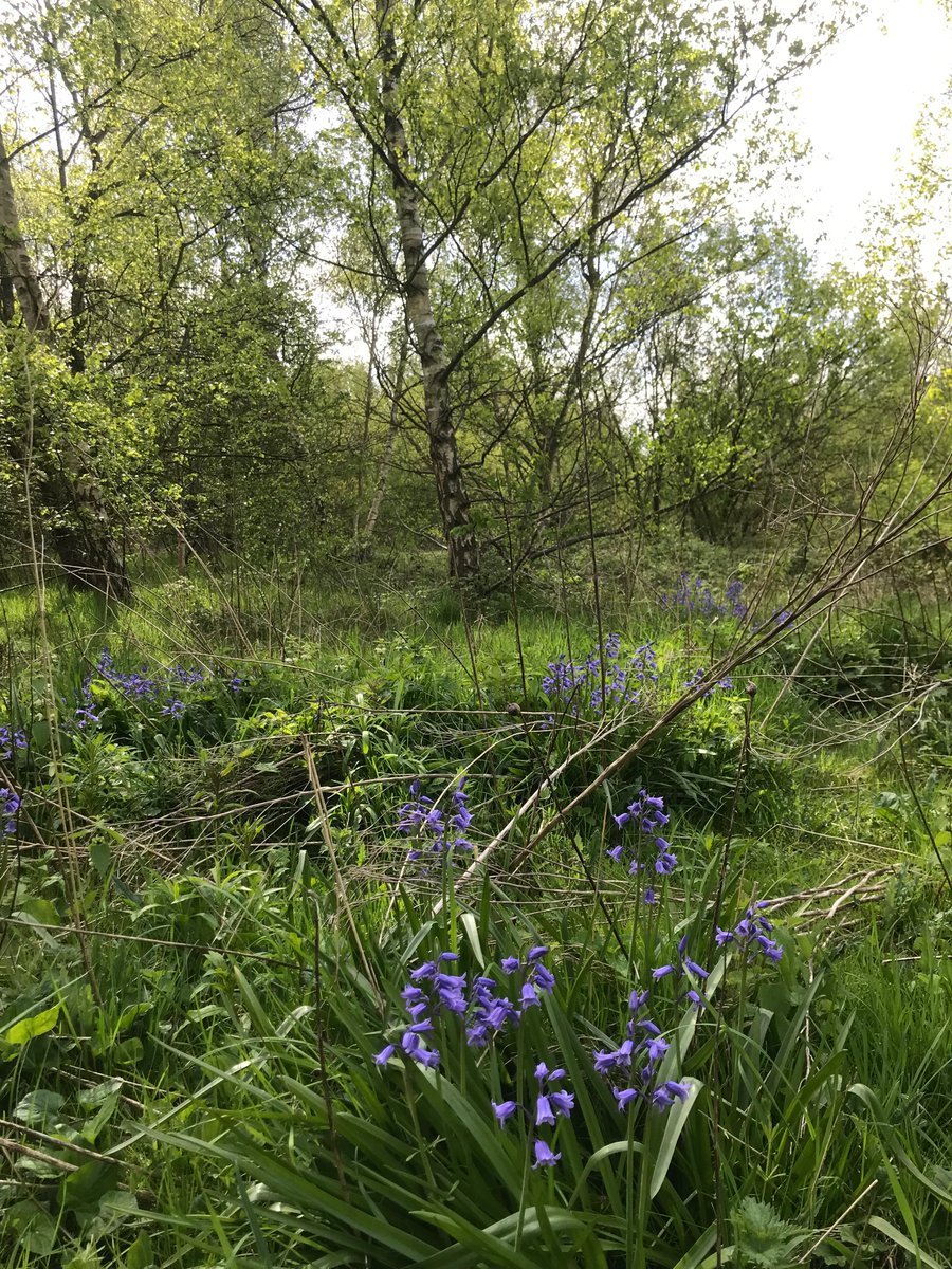 The last #Bluebells to bloom on RoseHill.All trees, woodland & habitat here will be destroyed by developers, allowed by @MyDoncaster who own this land but are selling it for profit, despite saying they’ll protect places like this.They should be ashamed (but of course they’re not)
