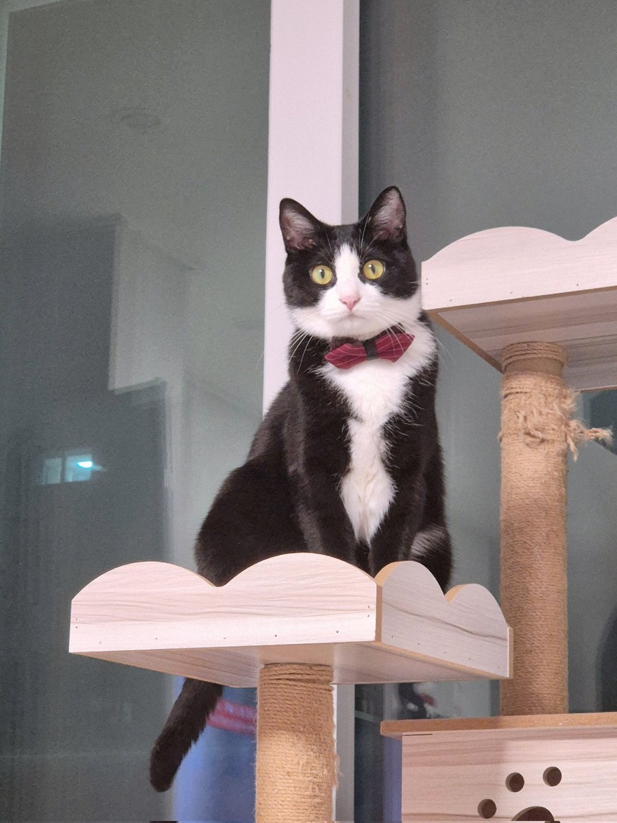 오늘도 단정하게 차려입은 턱시도☺️