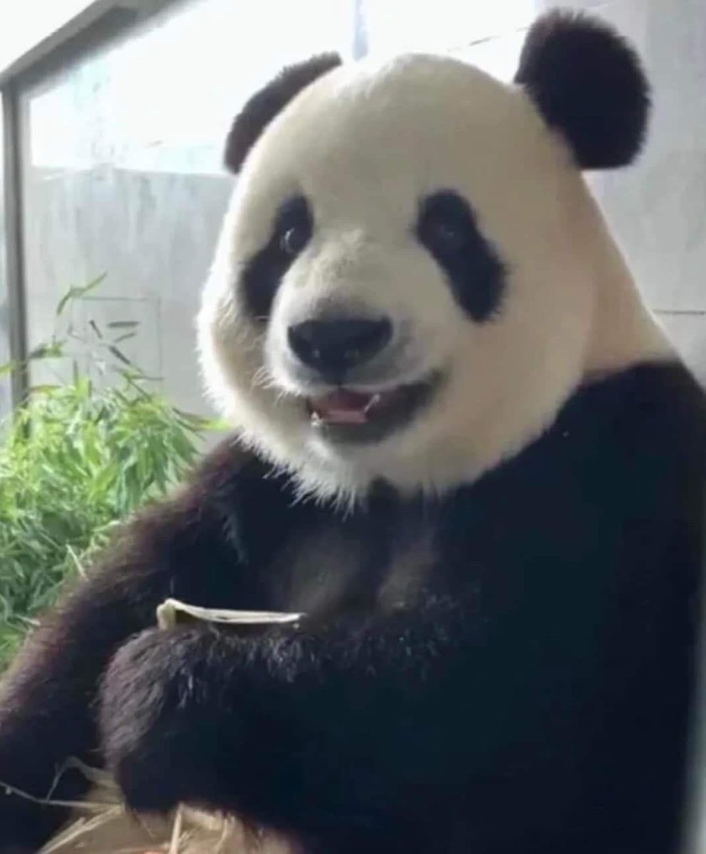 mongoday's tweet photo. Đỉnh lưu gấu trúc Phi Vân với cú đấm thép gửi mail:"Mấy dì đừng để cái mặt cute ngô nghê của chú Hưng mà bị ổng lừa nha, con vs ổng cũng 49 gặp 500 đó mấy dì" https://t.co/y1Ln927ZDb