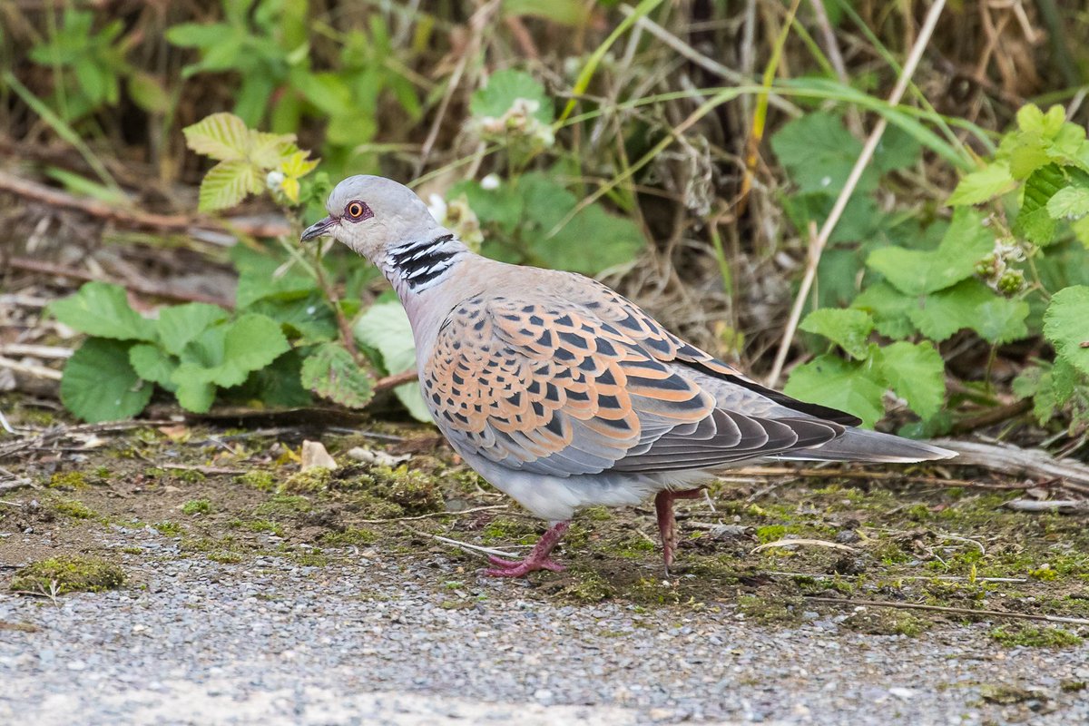 Still windy here @RSPBTITCHWELL but lots of great birds out on the reserve - Bittern, Great White Egret, Tawny Owl, Brambling and Turtle Dove - fantastic !!🤘 📸 - Turtle Dove 📸📸 - Photo credit - Cliff Gilbert