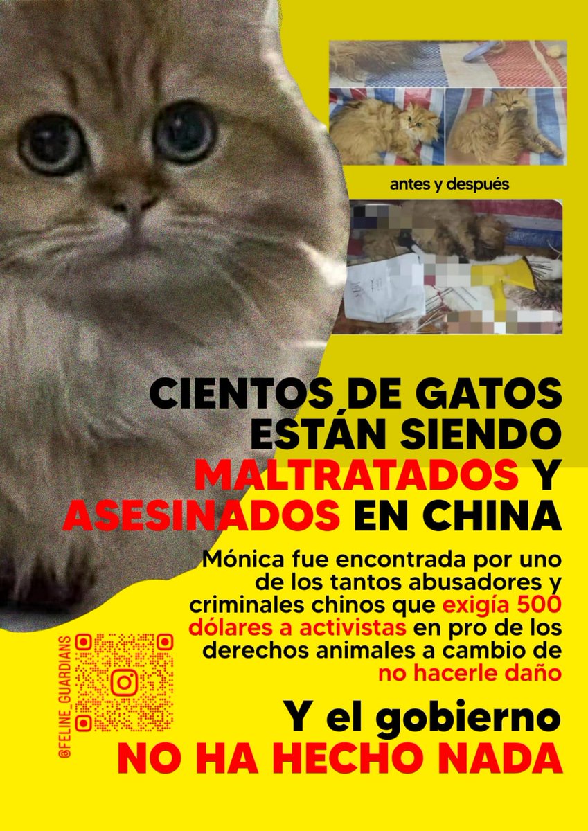 Mónica fue secuestrada en el aeropuerto, un hombre paso de un día lindo a un infierno, Mónica al momento que estás leyendo esto está siendo torturada así como ella muchos gatos más
#chinacats #chinatravel #HainanExpo2024