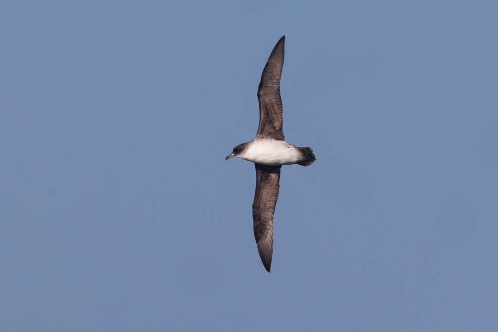 Another new seabird for me from last month, Gray Petrel at seas west of #FalklandIslands