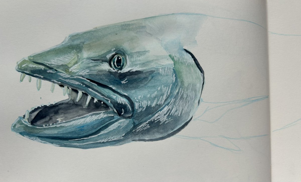 WIP for #SundayFishSketch of a barracuda.

Plastic pollution is not necessarily something visible and microplastics can be present in huge amounts in some fish species.

#SciArt #Scicomm #Fish