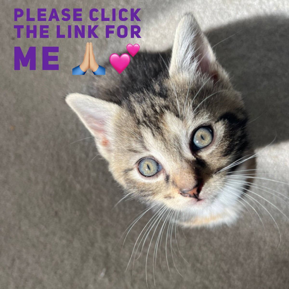 🚨🚨 PLEASE CLICK THE LINK 🙏🏼 Even if you have clicked before you can click again. yummypets.com/voice/pot/351 We have 10kilos to achieve and 9 days to achieve it 🫣🫣🫣 Thank you #catlovers #rescuecats #animalrescue #pleasehelp #catcharity #cutecat #cutecats