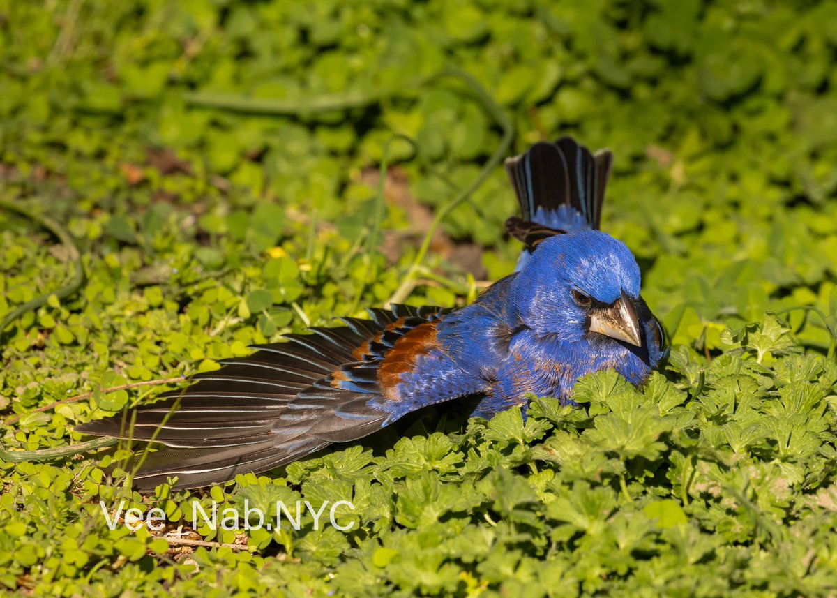 The visiting Blue Grosbeak shows off its gorgeous wings as it enjoys the sun and busy feeding in the thick grass. East Village, NYC (4/20/24) #NaturePhotography #Nature #bluegrosbeak #birdcpp #BirdsOfTwitter #springmigration #urbanbirds