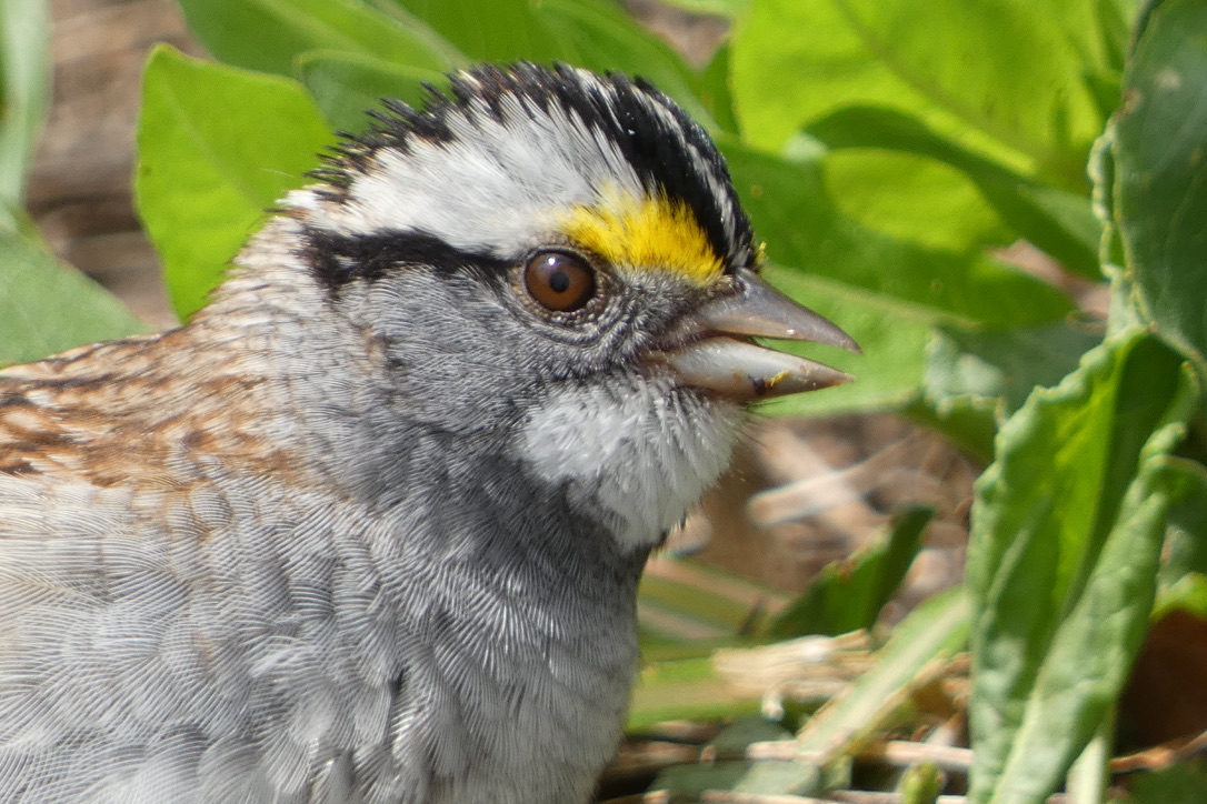 Yesterday at Clove Lakes Park, White-throated #Sparrow posing for a portrait. #SparrowSunday