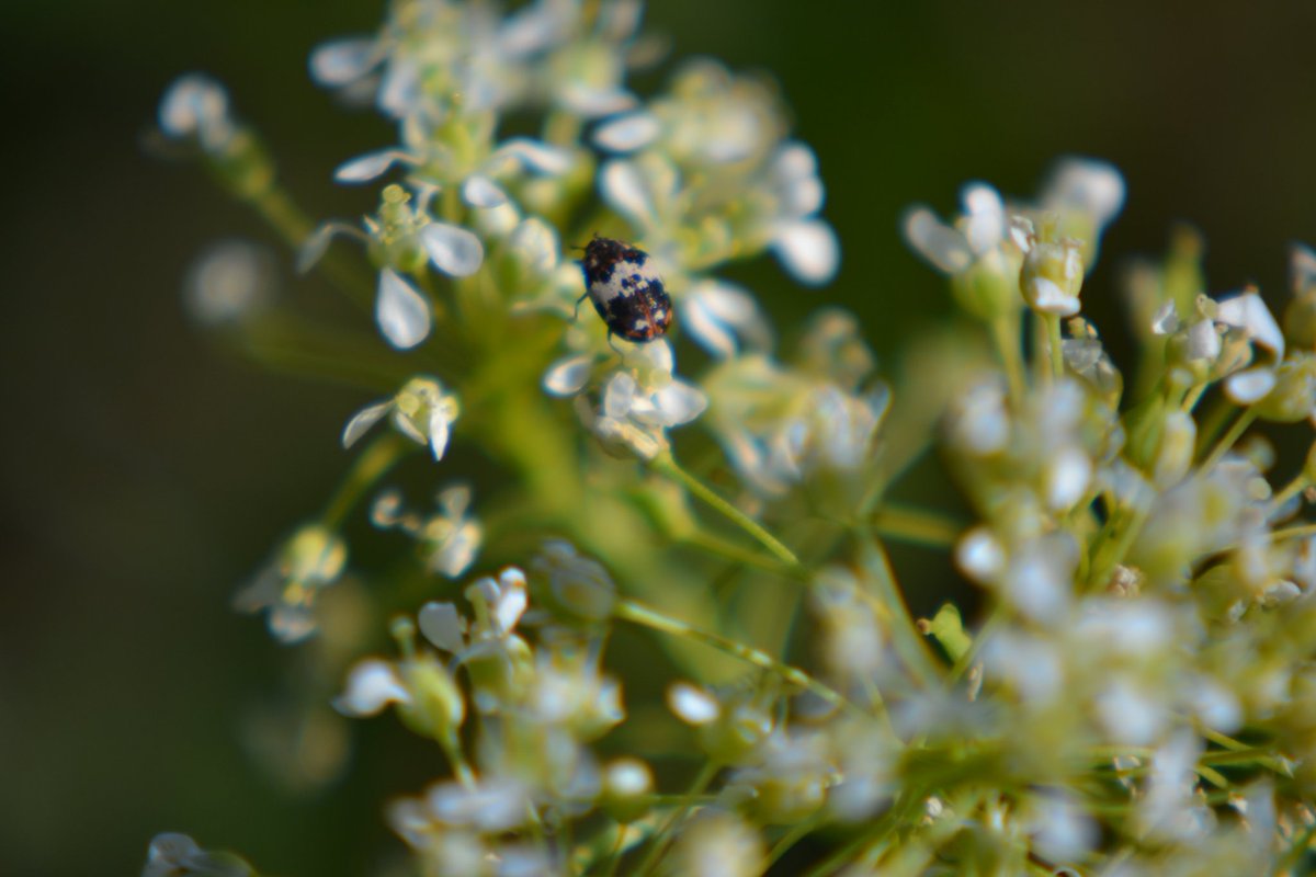 Flowers have 1mm, so the bug??
#photography #nikon3100 #macrophotography #NaturePhotography