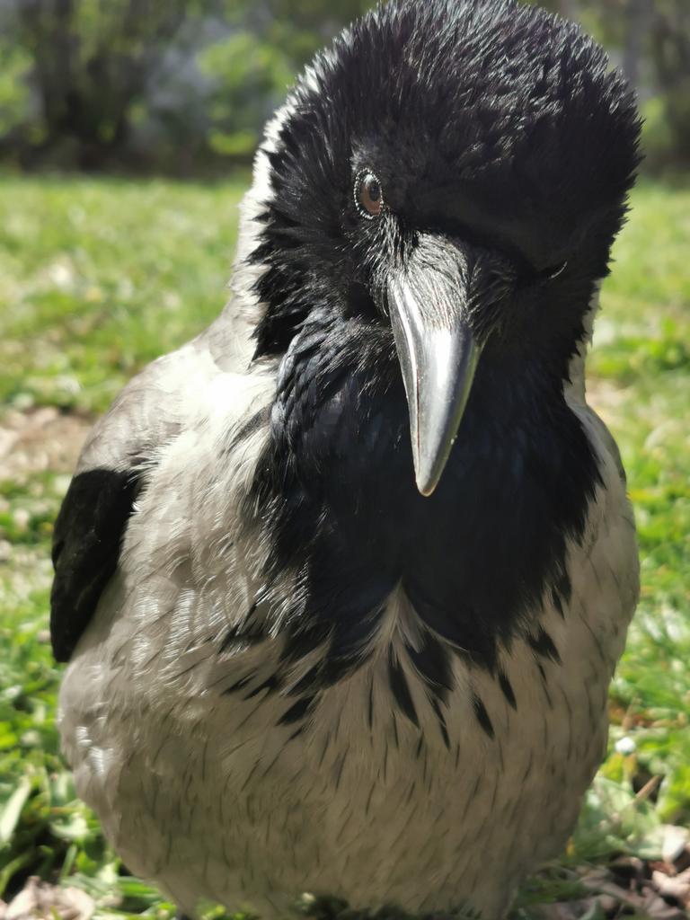 Good afternoon #crow! This is Mami, the oldest crow I know, more than 15 ys old, can't lay eggs anymore but still so cute.