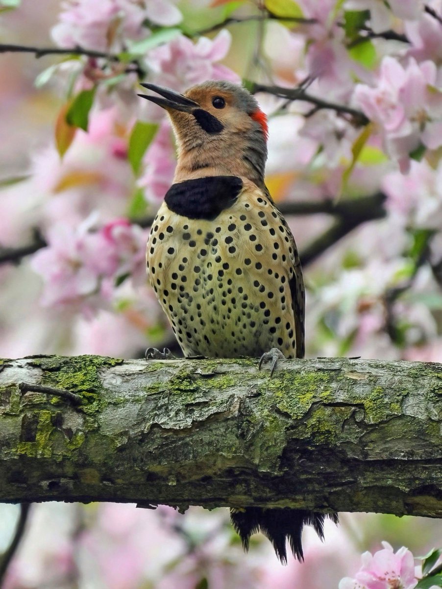 A Northern Flicker calling in Central Park.