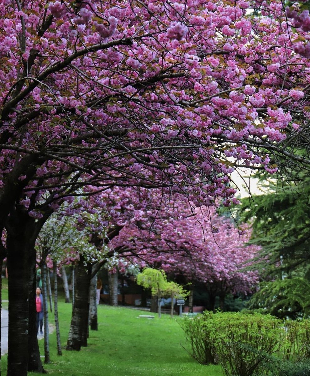 Ankara Dikmen Vadisinde ki Sakuraları ve mor salkımları bu sene göremedim.Fırtınadan sonra dökülmedilerse eğer mayısın ilk haftası görmek niyetindeyim.
P.S:Foto bana ait değil
P.S:Sakuralari görmek isterseniz Japonyaya kadar gitmenize gerek yok,Ankaraya gelin💜