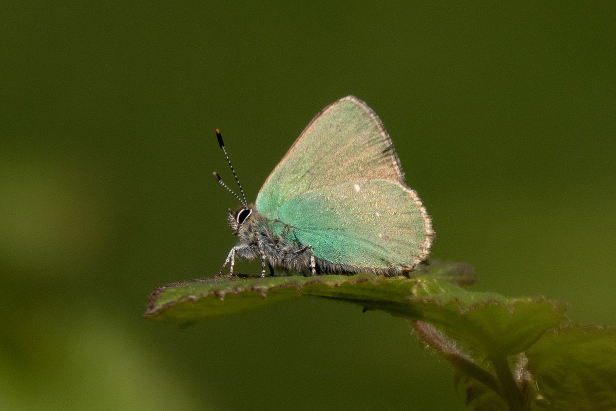 Somerset Butterfly Recorder tweet media