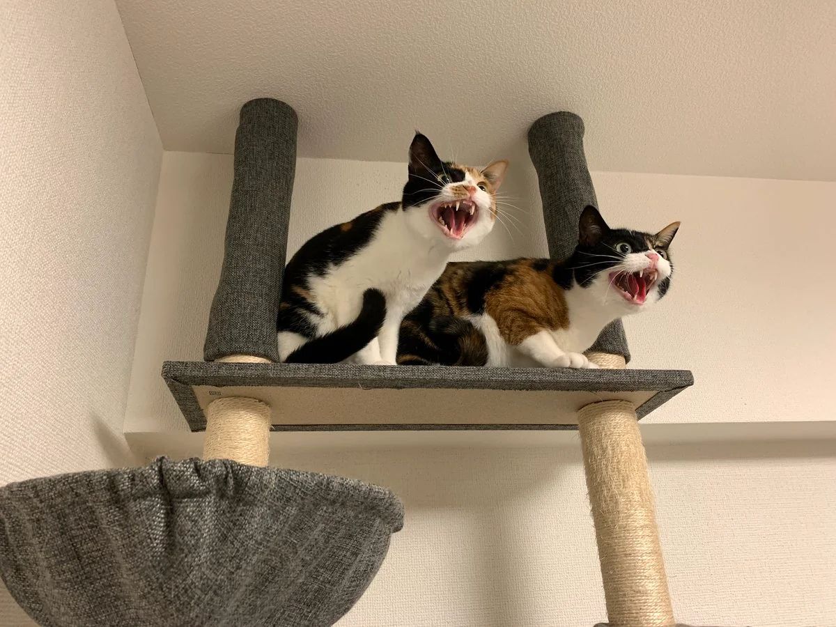 PostsOfCats's tweet photo. The Committee against vaccum cleaners https://t.co/3kih7jT1pz