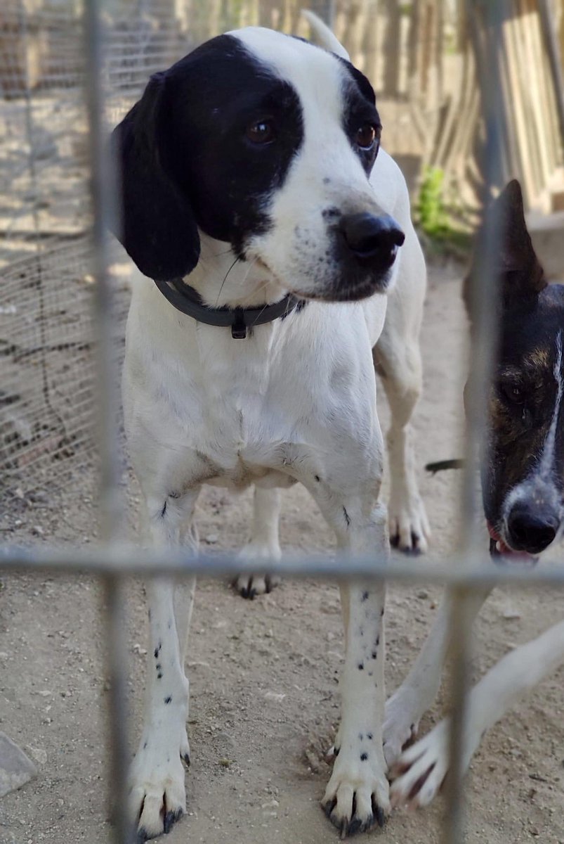 #Córdoba #QUIQUE tiene 7 años y una historia llena de dificultades y experiencias traumáticas. A pesar de ello, es un perro muy bueno y cariñoso. Buscamos un hogar tranquilo que le dé la estabilidad emocional que tanto necesita. Si puedes ayudarlo, contáctanos. Puede viajar